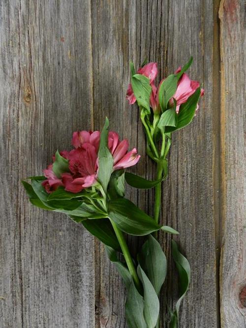 ROME HOT PINK ALSTROEMERIA